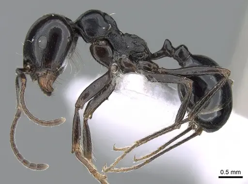 Messor bouvieri - CASENT0281544