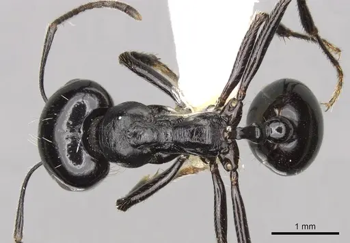 Messor bouvieri - CASENT0281605