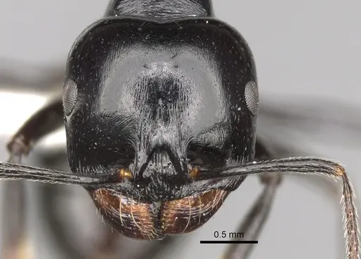 Messor bouvieri - CASENT0281605