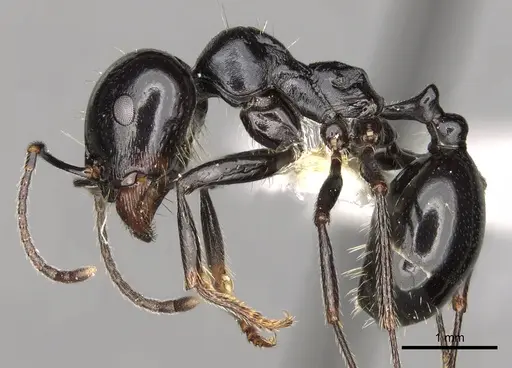 Messor bouvieri - CASENT0281605