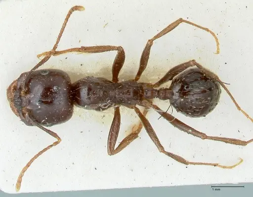 Messor bouvieri - FOCOL1247