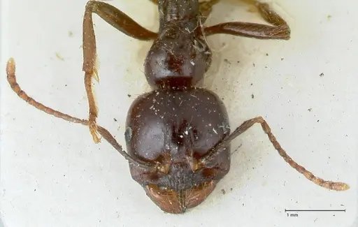 Messor bouvieri - FOCOL1247