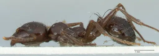 Messor bouvieri - FOCOL1247