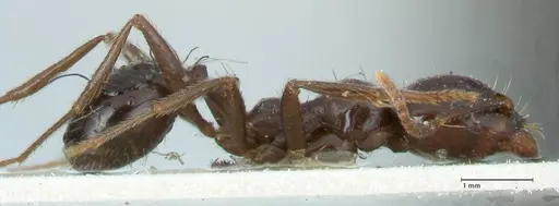 Messor bouvieri - FOCOL1247