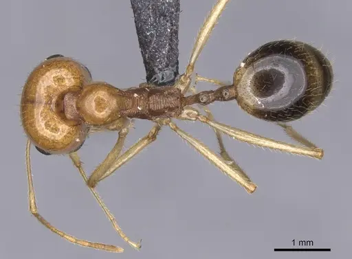 Messor boyeri specimen