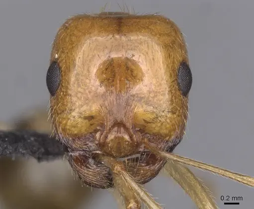 Messor boyeri specimen