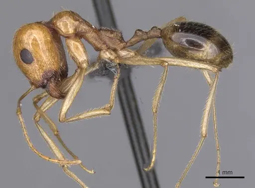 Messor boyeri specimen