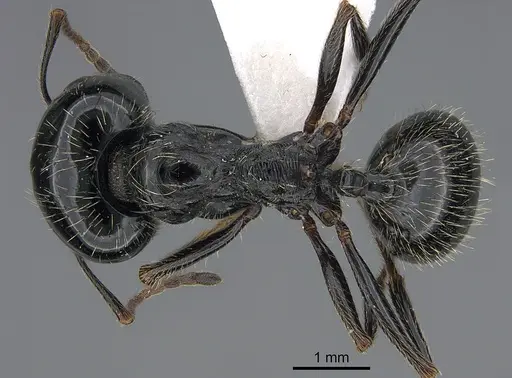 Messor bucephalus specimen