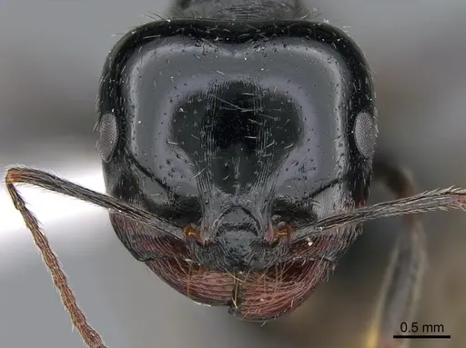 Messor bucephalus specimen