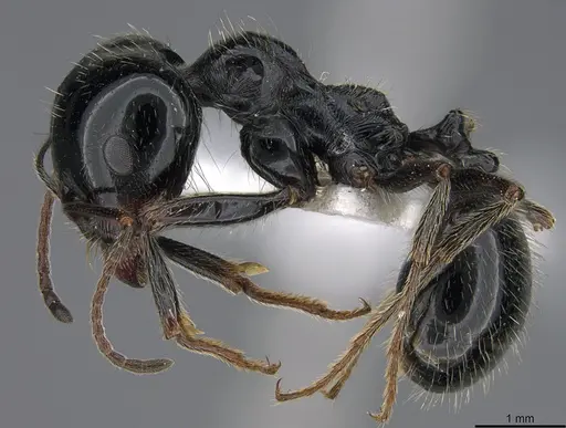 Messor bucephalus specimen