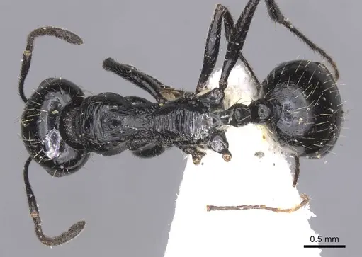 Messor buettikeri specimen