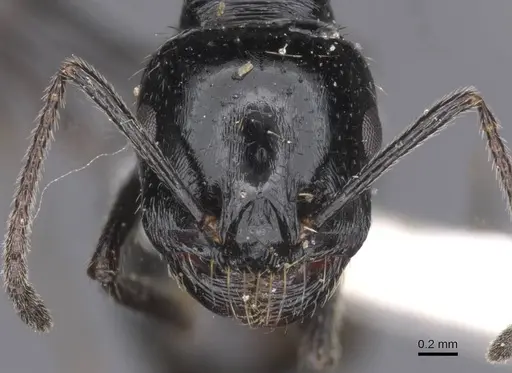 Messor buettikeri specimen