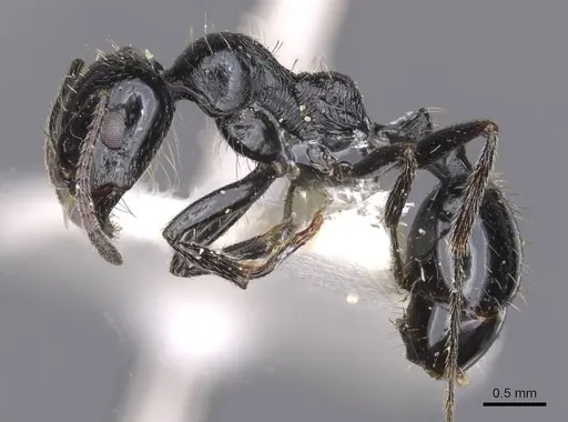 Messor buettikeri specimen