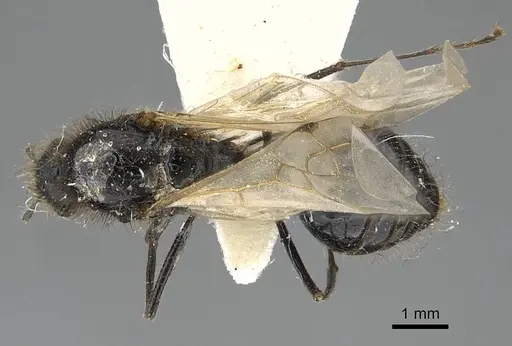 Messor buettikeri - CASENT0922337