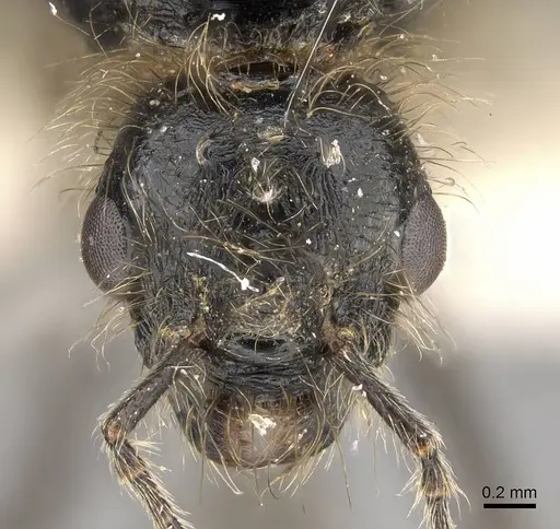 Messor buettikeri - CASENT0922337