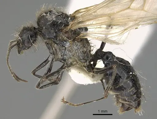 Messor buettikeri - CASENT0922337