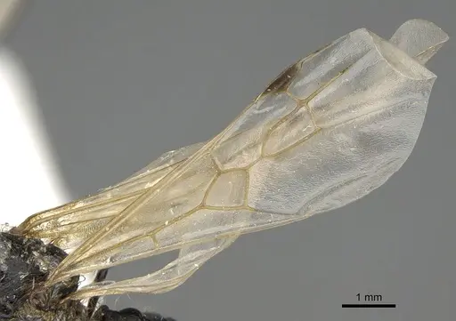 Messor buettikeri - CASENT0922337