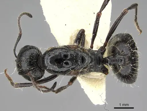 Messor buettikeri - CASENT0922338