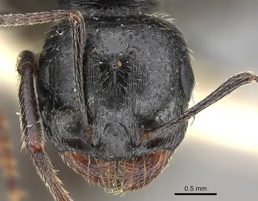 Messor buettikeri - CASENT0922338