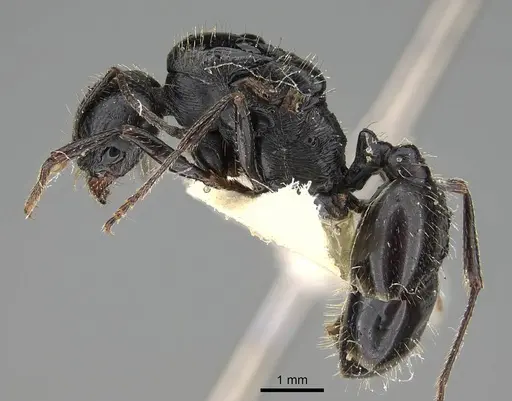 Messor buettikeri - CASENT0922338