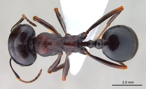 Messor caducus specimen