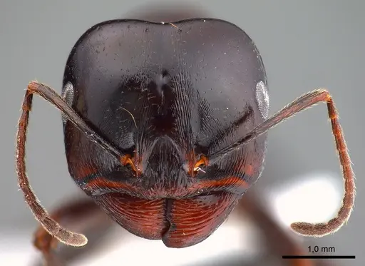 Messor caducus specimen