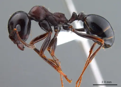 Messor caducus specimen