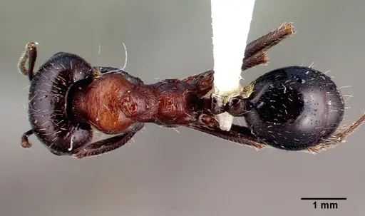 Messor caducus - CASENT0010637