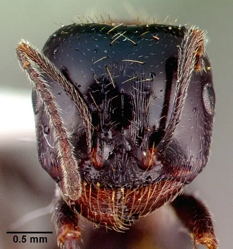 Messor caducus - CASENT0010637