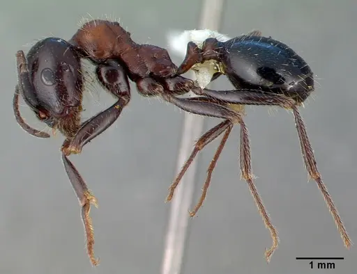 Messor caducus - CASENT0010637