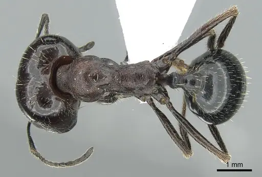 Messor caducus - CASENT0906121