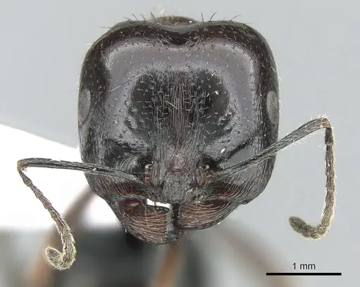 Messor caducus - CASENT0906121