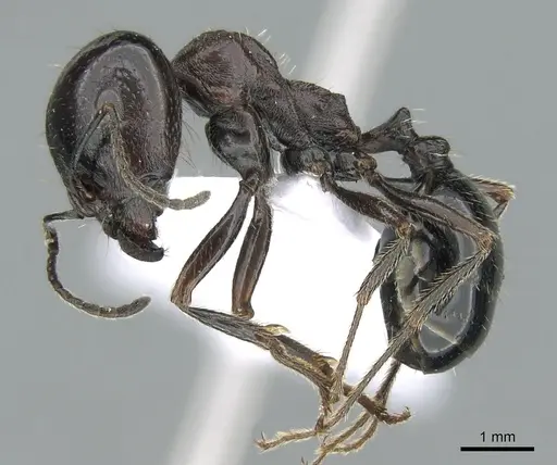 Messor caducus - CASENT0906121