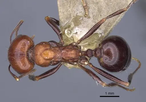 Messor caducus - CASENT0916937