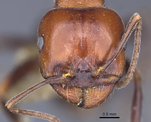 Messor caducus - CASENT0916937