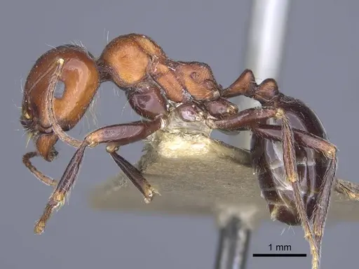 Messor caducus - CASENT0916937