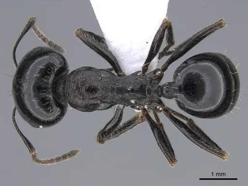 Messor caducus - CASENT0923730