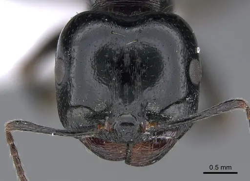 Messor caducus - CASENT0923730