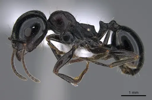 Messor caducus - CASENT0923730