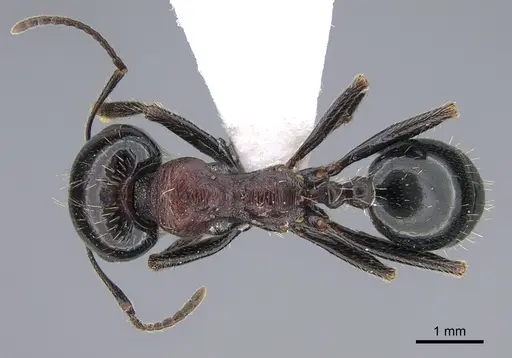 Messor caducus - CASENT0923731