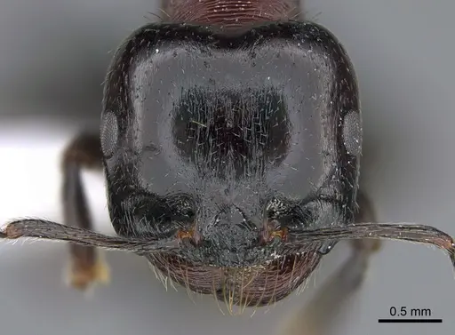 Messor caducus - CASENT0923731