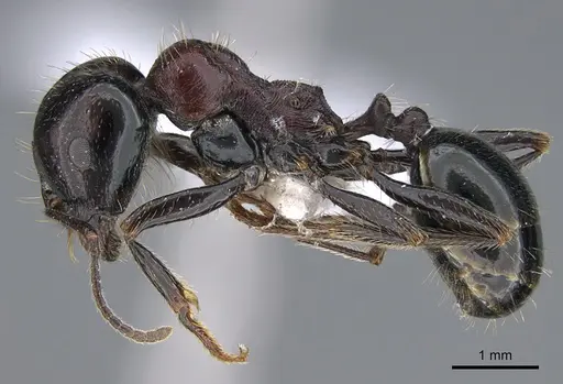 Messor caducus - CASENT0923731