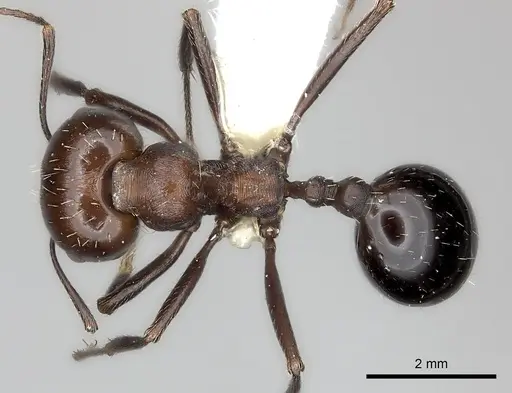 Messor capensis specimen