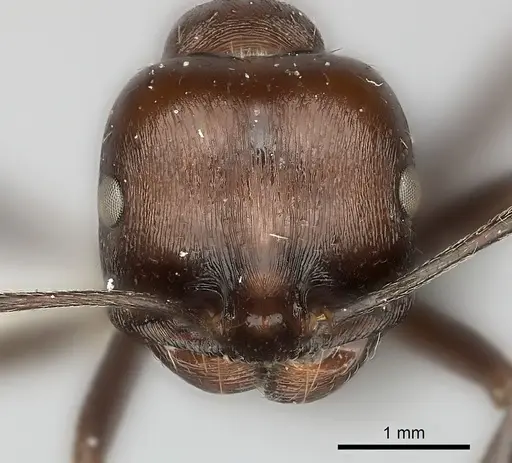Messor capensis specimen