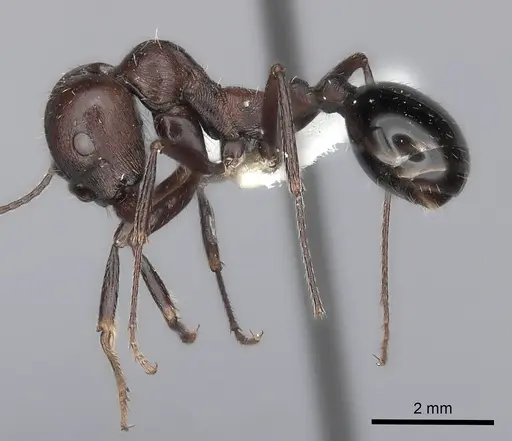 Messor capensis specimen
