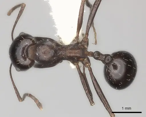 Messor capensis - CASENT0217868