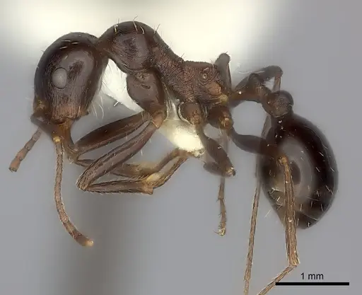 Messor capensis - CASENT0217868