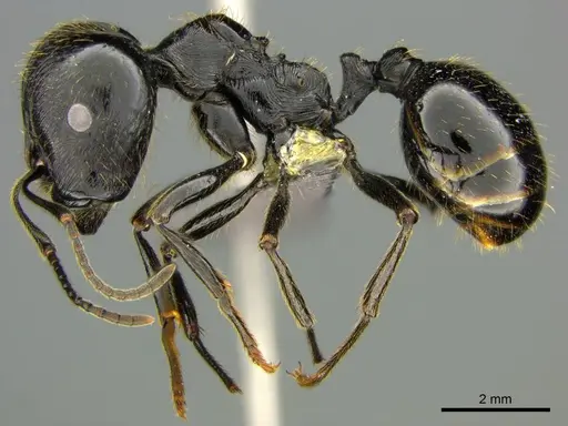 Messor capensis - CASENT0258780