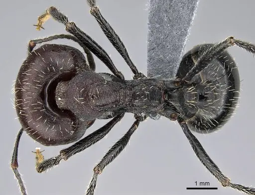 Messor capensis - CASENT0785801