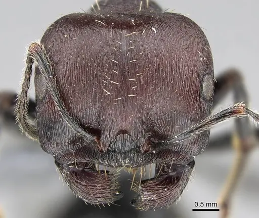 Messor capensis - CASENT0785801